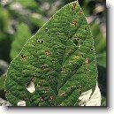 Bakteri�ln� onemocn�n�