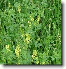 Komonice L�ka�sk�