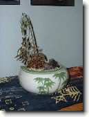 Probl�my p�i p�stov�n� pokojov�ch rostlin