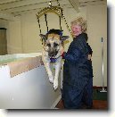 Jak se starat o pejska s kloubn�mi pot�emi