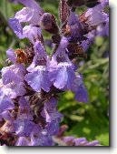 �alv�j L�ka�sk�