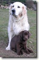 Rady chovatel�m ps�