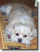 Tibetsk� �pan�l