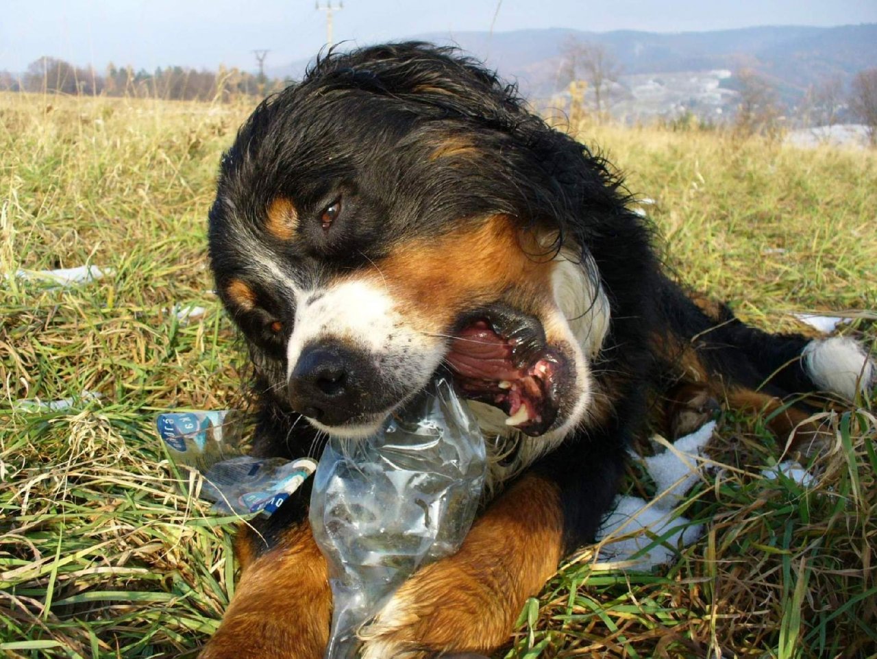 Foto: Petky v p��rod� :-(