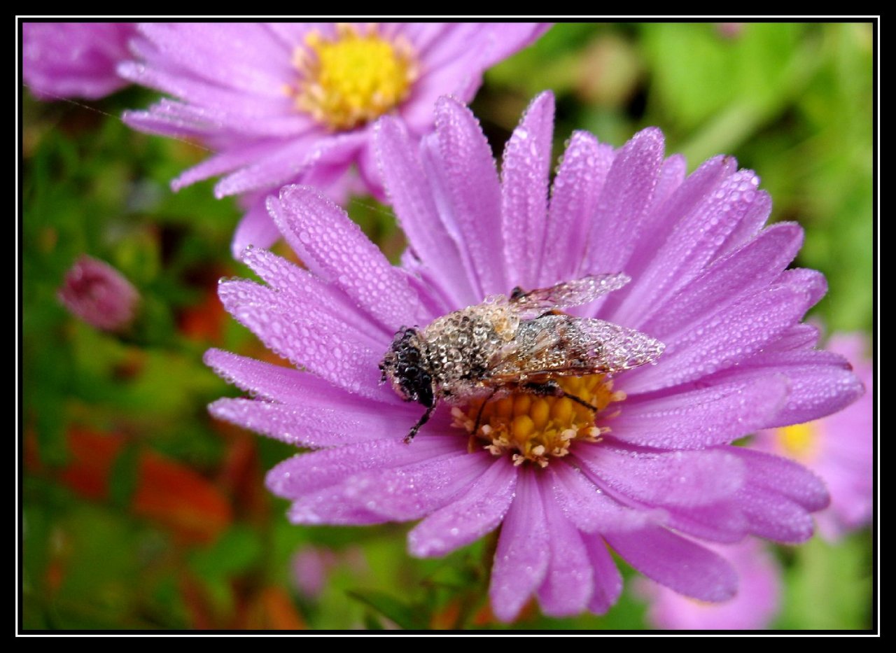 Foto: Dech mraz�ku :(