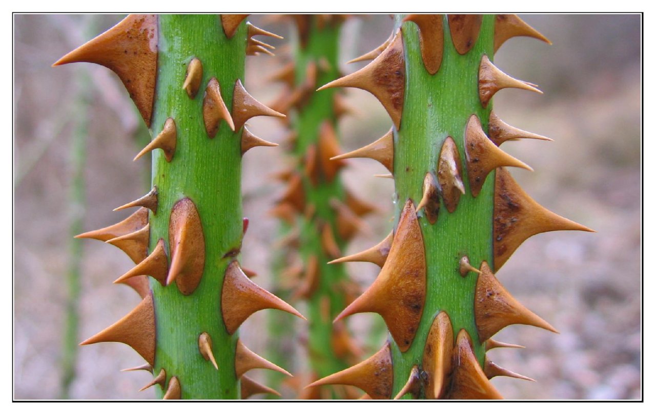 Foto: Kouzlo p��rody.