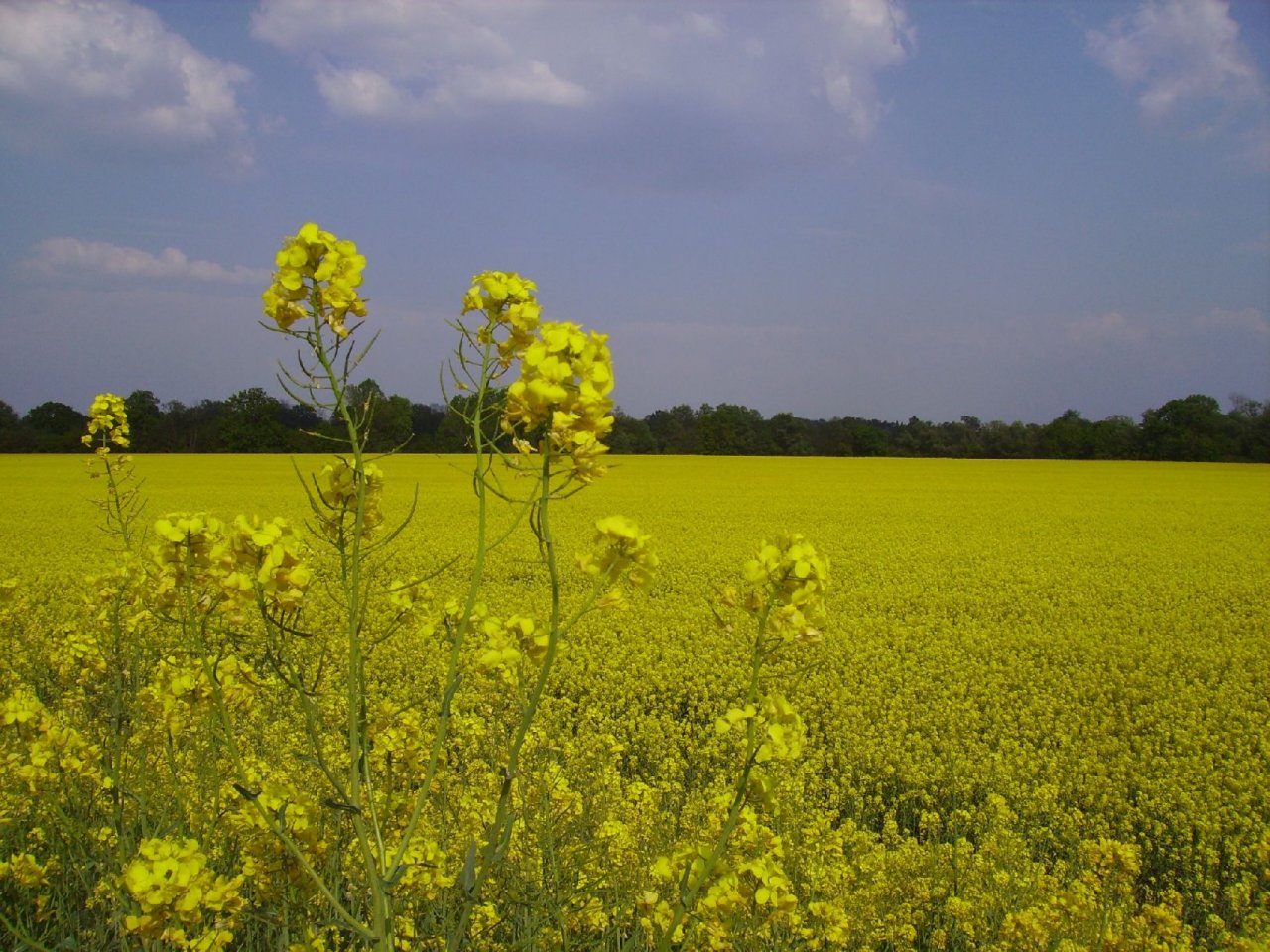 Foto: �epkov� pole