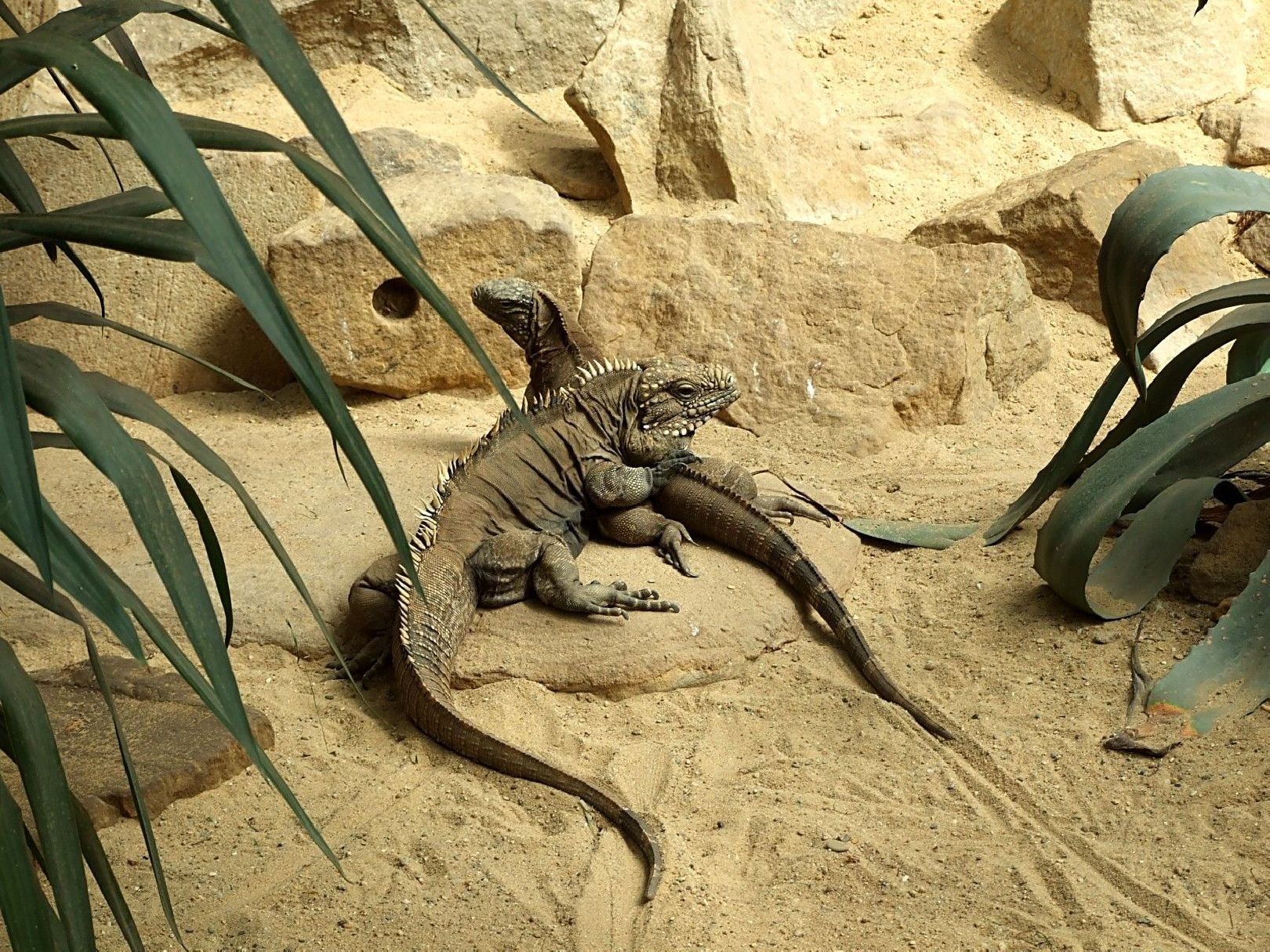 Foto: L�ska mezi je�t�ry