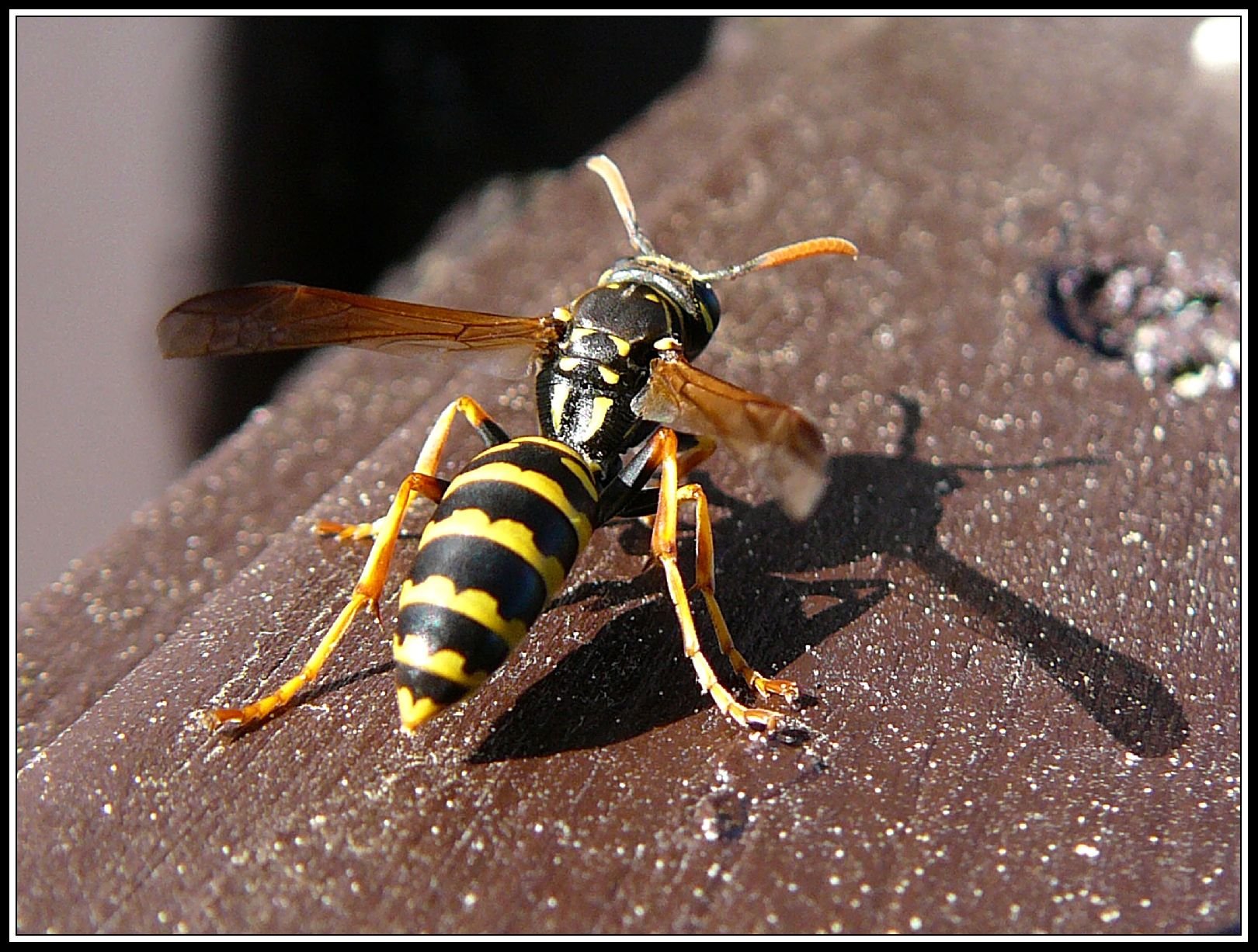 Foto: Nep�ibli�ovat se !!!