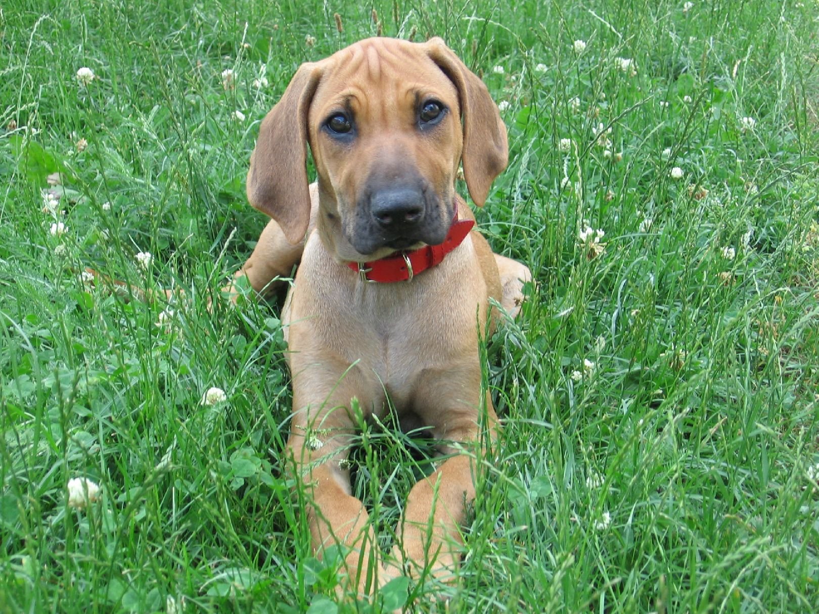 Foto: Jack v tr�v�:-)