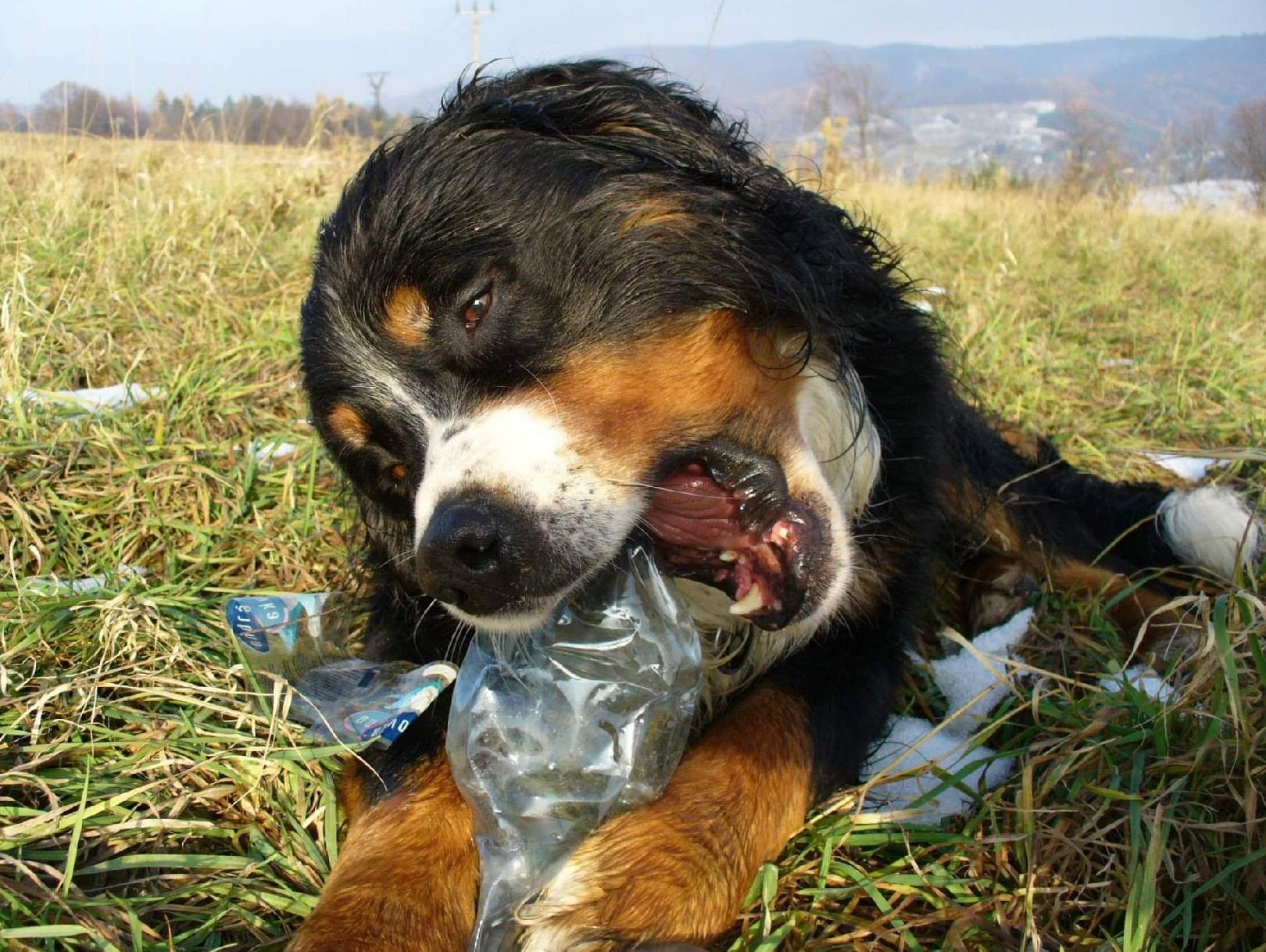 Foto: Petky v p��rod� :-(