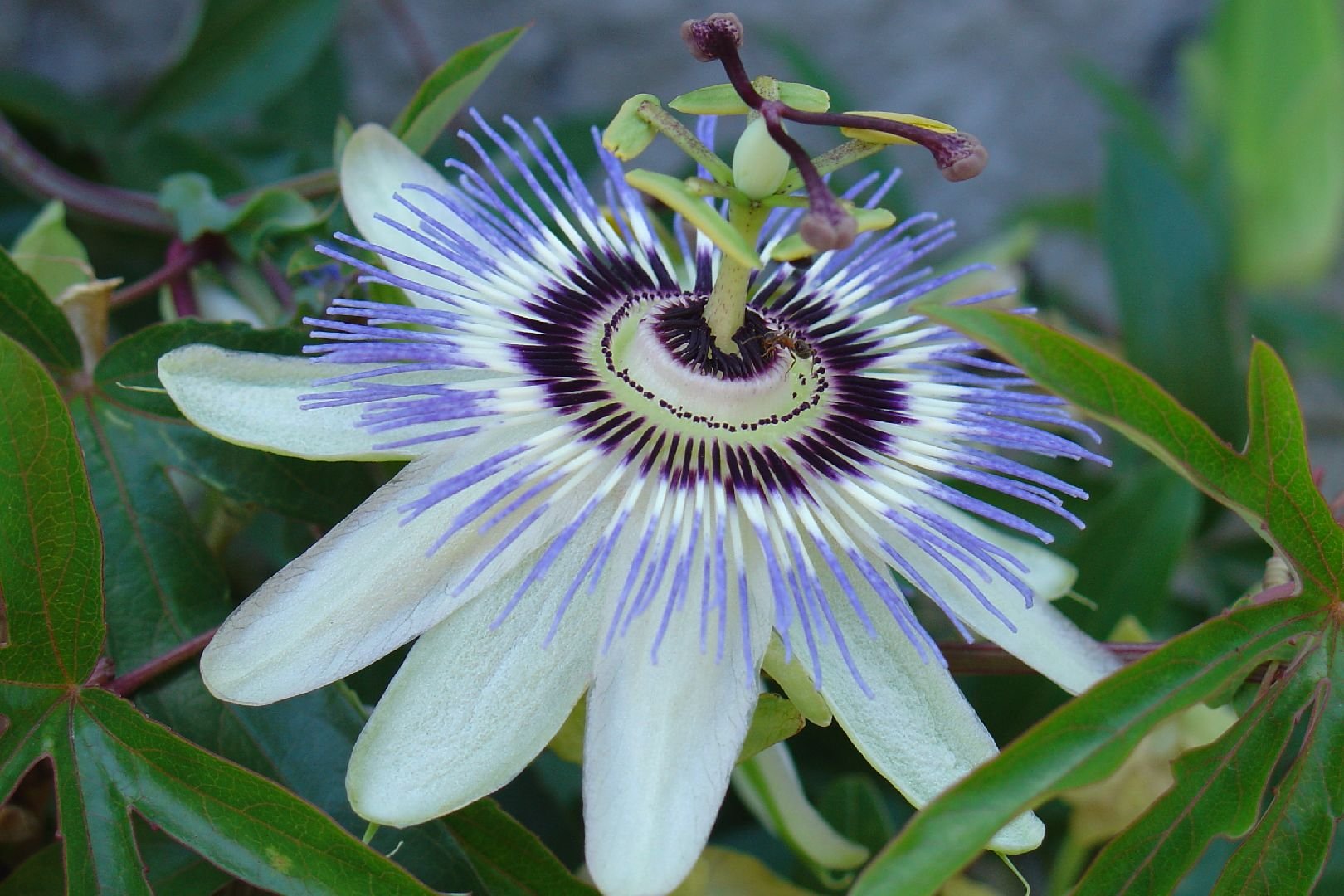 Foto: Prvn� kv�tek