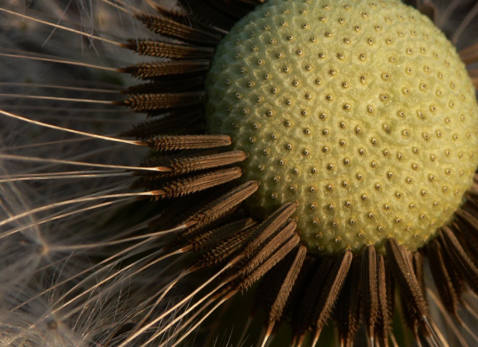 Foto: ...golfov� m��ek...