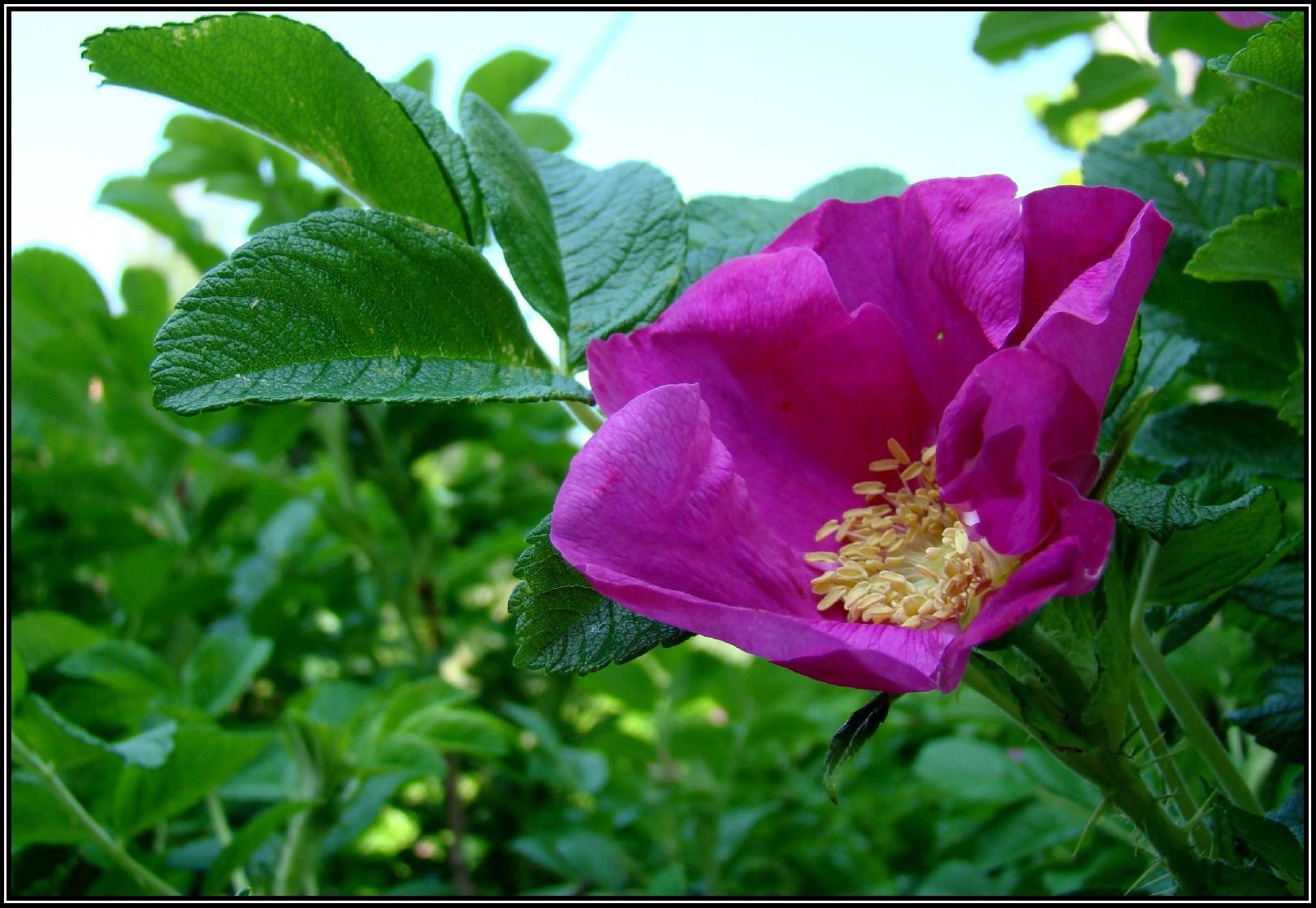 Foto: ��pkov�...