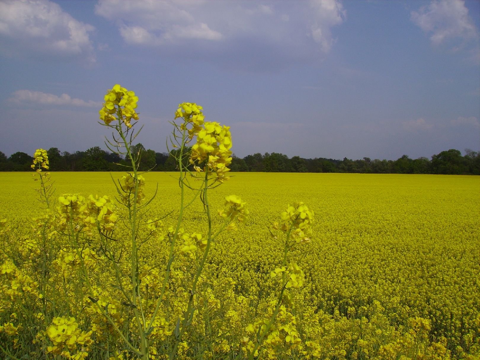 Foto: �epkov� pole