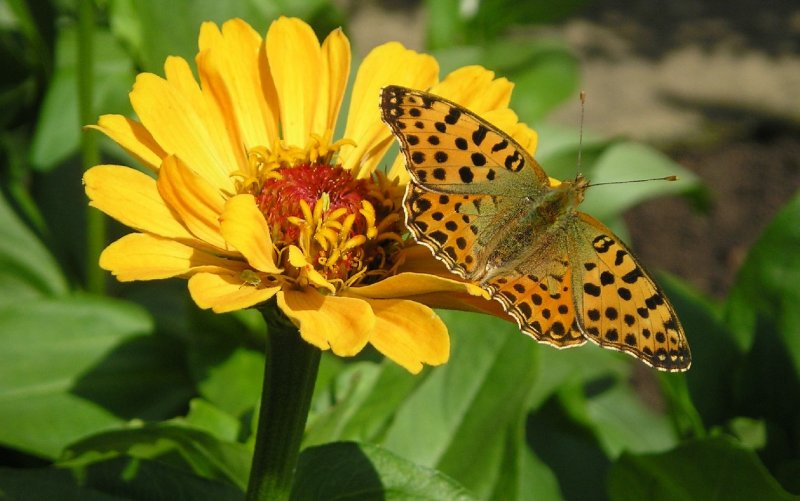 Foto: perle�ovec prost�edn�