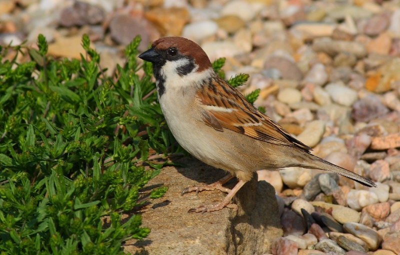 Foto: ..�amr�k..