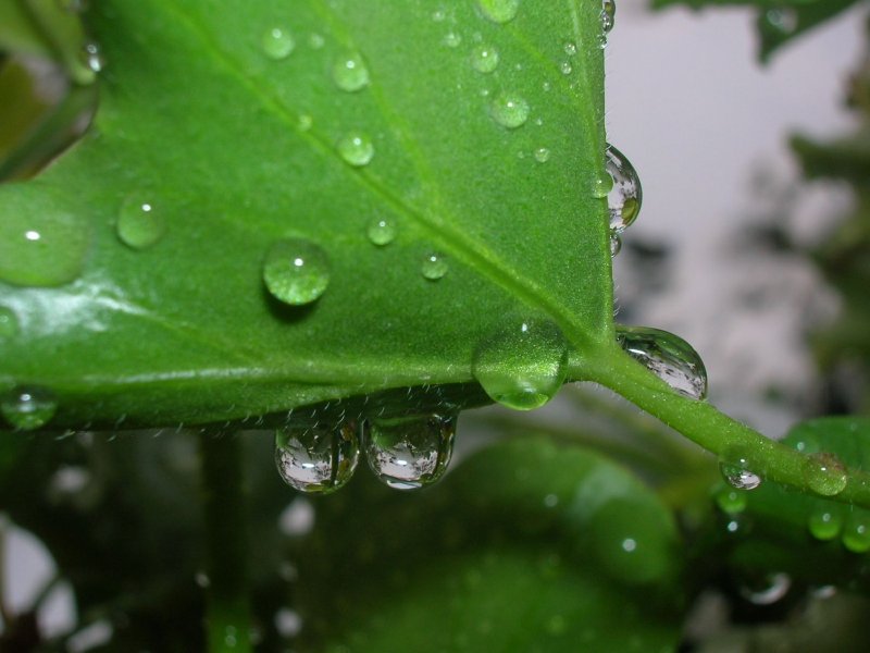 Foto: Kapka ke kapce sed�