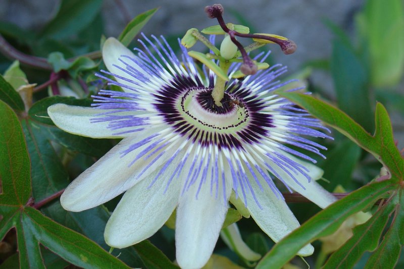 Foto: Prvn� kv�tek