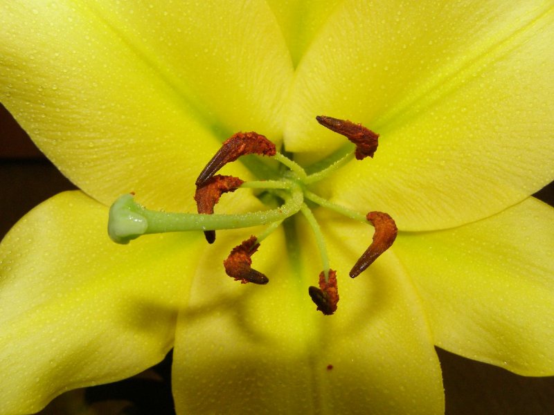 Foto: �iv� slunce