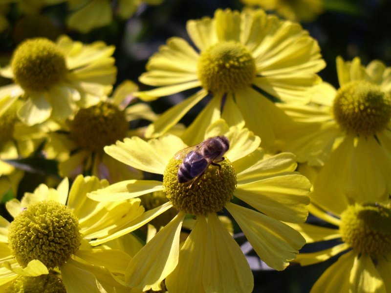 Foto: Kv�t�m neodol�m