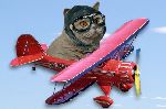 Chovatelska stanice ps�: AIR FORCE CAT