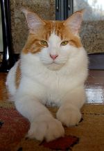 Chovatelska stanice ps�: AURUM BOHEMICA,CZ