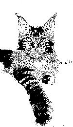 Chovatelska stanice ps�: CHERRYDOR