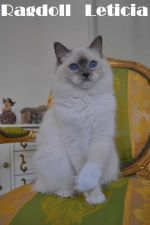 Chovatelska stanice ps�: RAGDOLL LETICIA