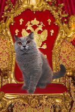 Chovatelska stanice ps�: ALFA-POL-CAT