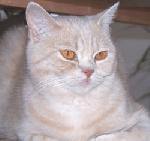 Chovatelska stanice ps�: AVE FANCY CZ