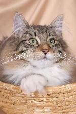 Chovatelska stanice ps�: VON LACMAN*CZ