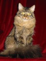 Chovatelska stanice ps�: HAIRY HOPE,CZ