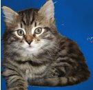 Chovatelska stanice ps�: SIBERIAN HEART